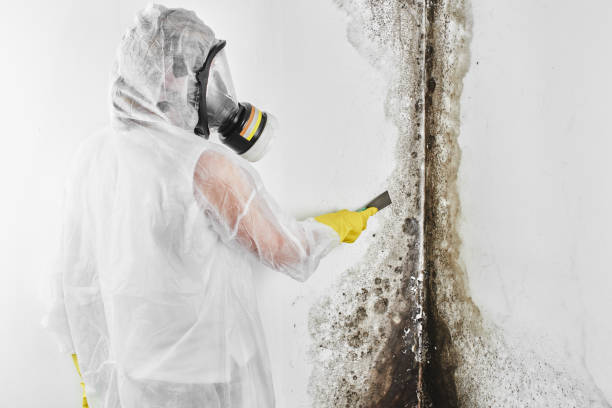 Best Crawl Space Mold Remediation in Warrensburg, IL