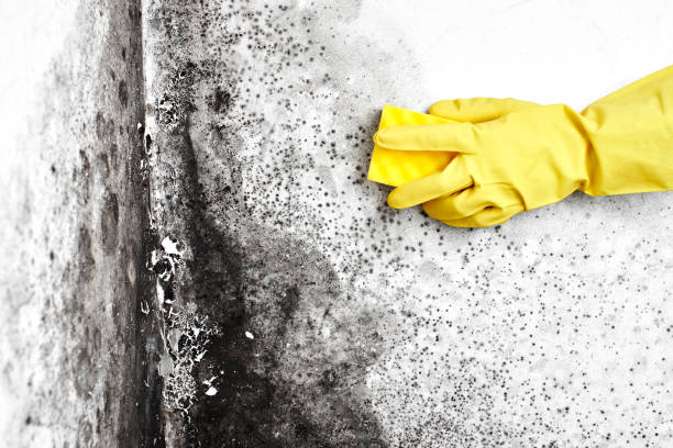 Best Preventive Mold Services in Warrensburg, IL