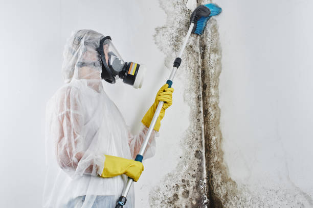 Best Emergency Mold Remediation in Warrensburg, IL