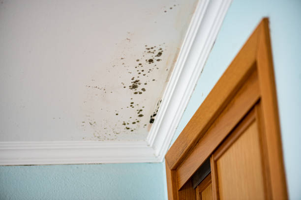 Best Mold Remediation for Specific Building Types in Warrensburg, IL
