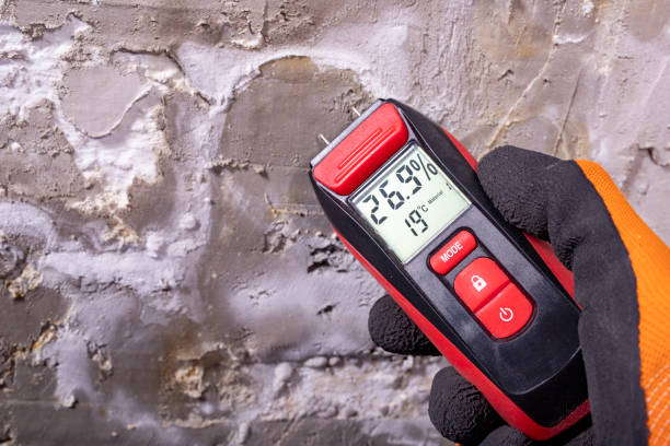 Best Black Mold Remediation in Warrensburg, IL