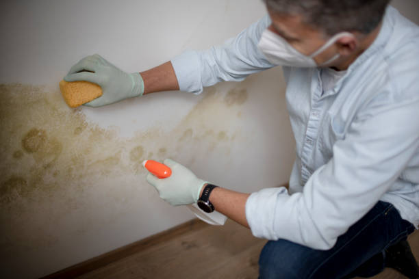 Best Commercial Mold Remediation in Warrensburg, IL