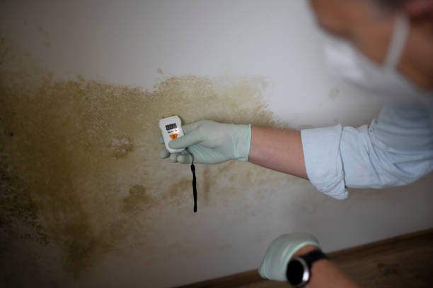 Best Mold Remediation for Schools in Warrensburg, IL