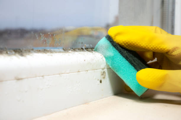 Best DIY Mold Remediation Support Services in Warrensburg, IL