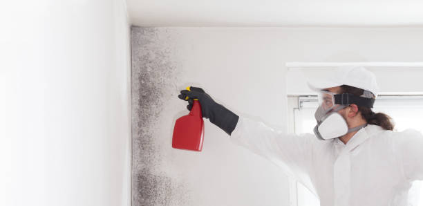 Best Residential Mold Remediation in Warrensburg, IL