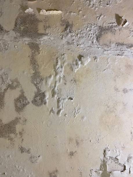 Best Mold Testing and Inspection Services in Warrensburg, IL
