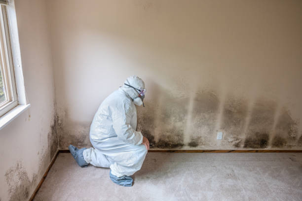 Best Bathroom Mold Remediation in Warrensburg, IL