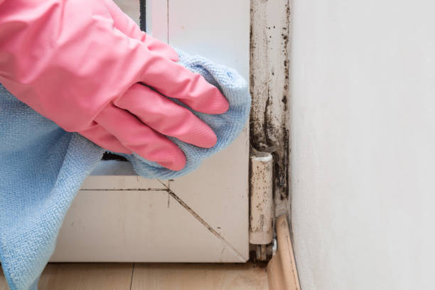 Trusted Warrensburg, IL Mold Remediation Experts