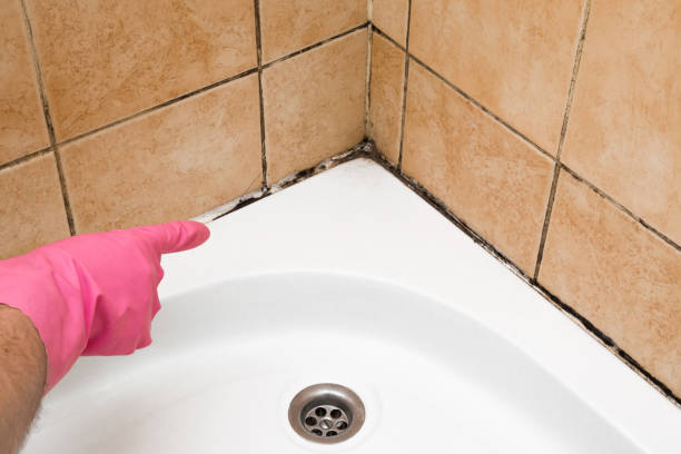 Best Kitchen Mold Remediation in Warrensburg, IL
